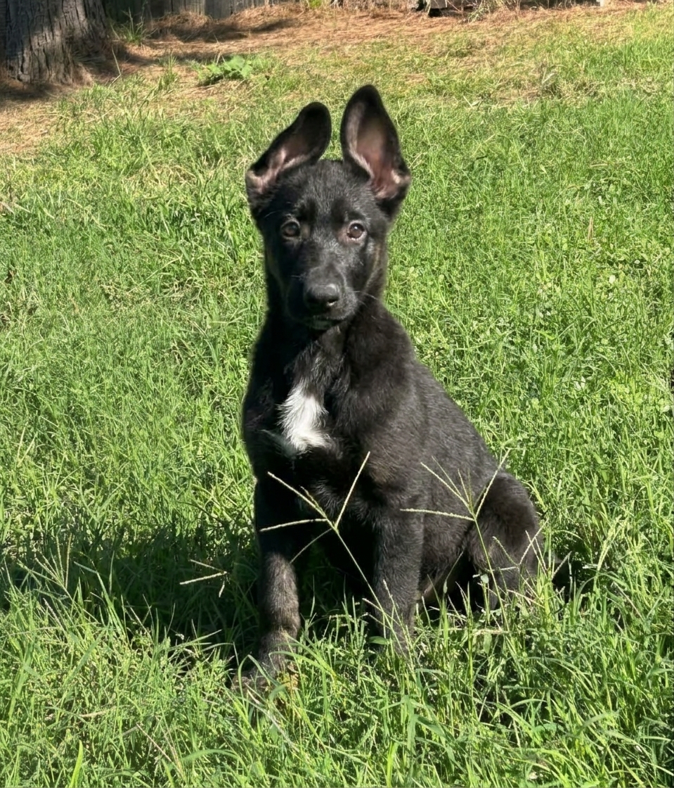 Nala