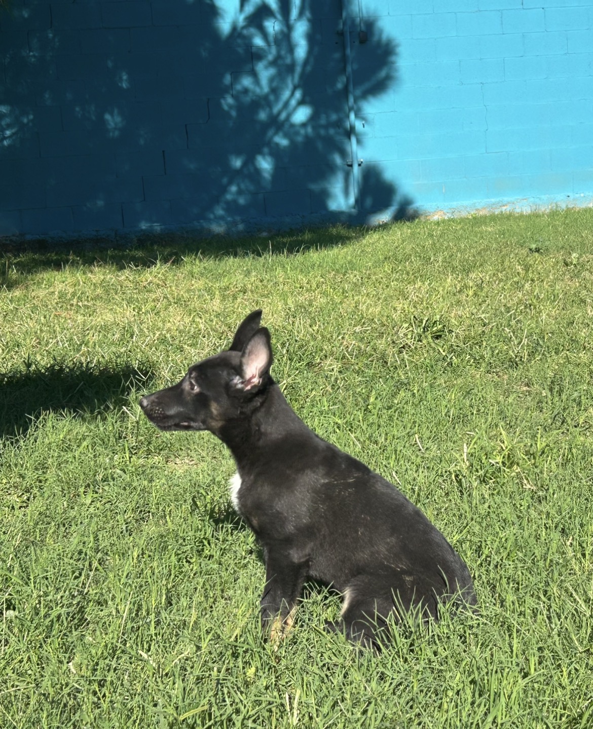 Nala, imagen 3