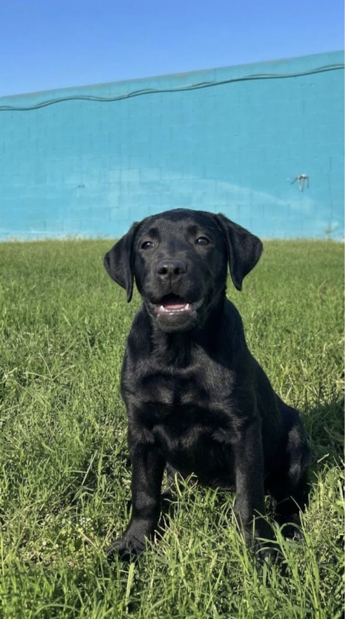 Nala