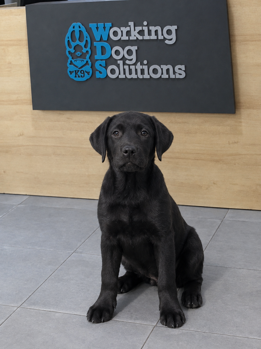 Nala · Working Dog Solutions