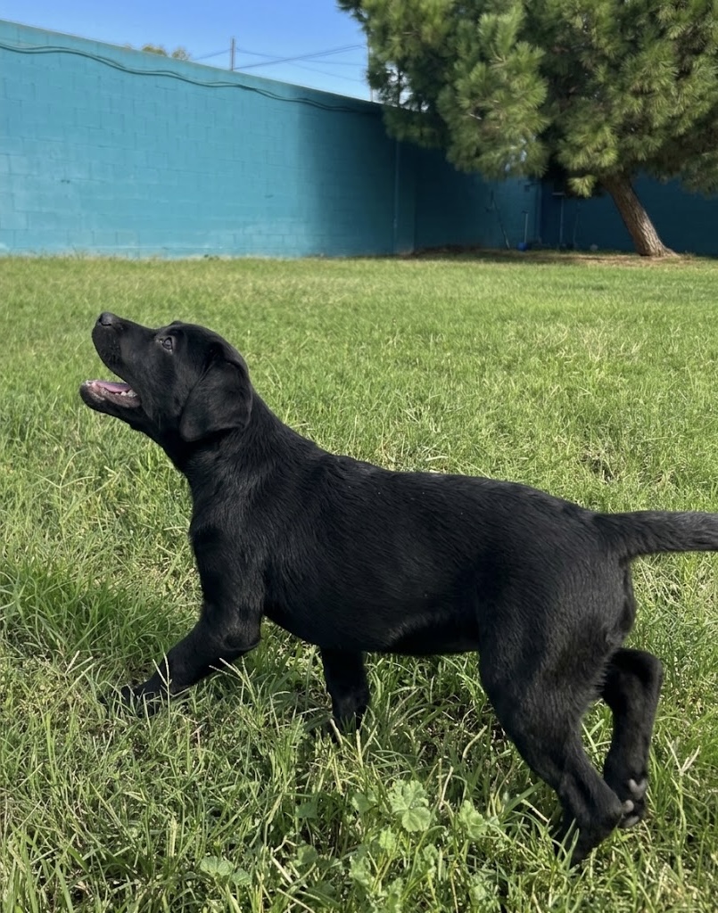Nala, imagen 3