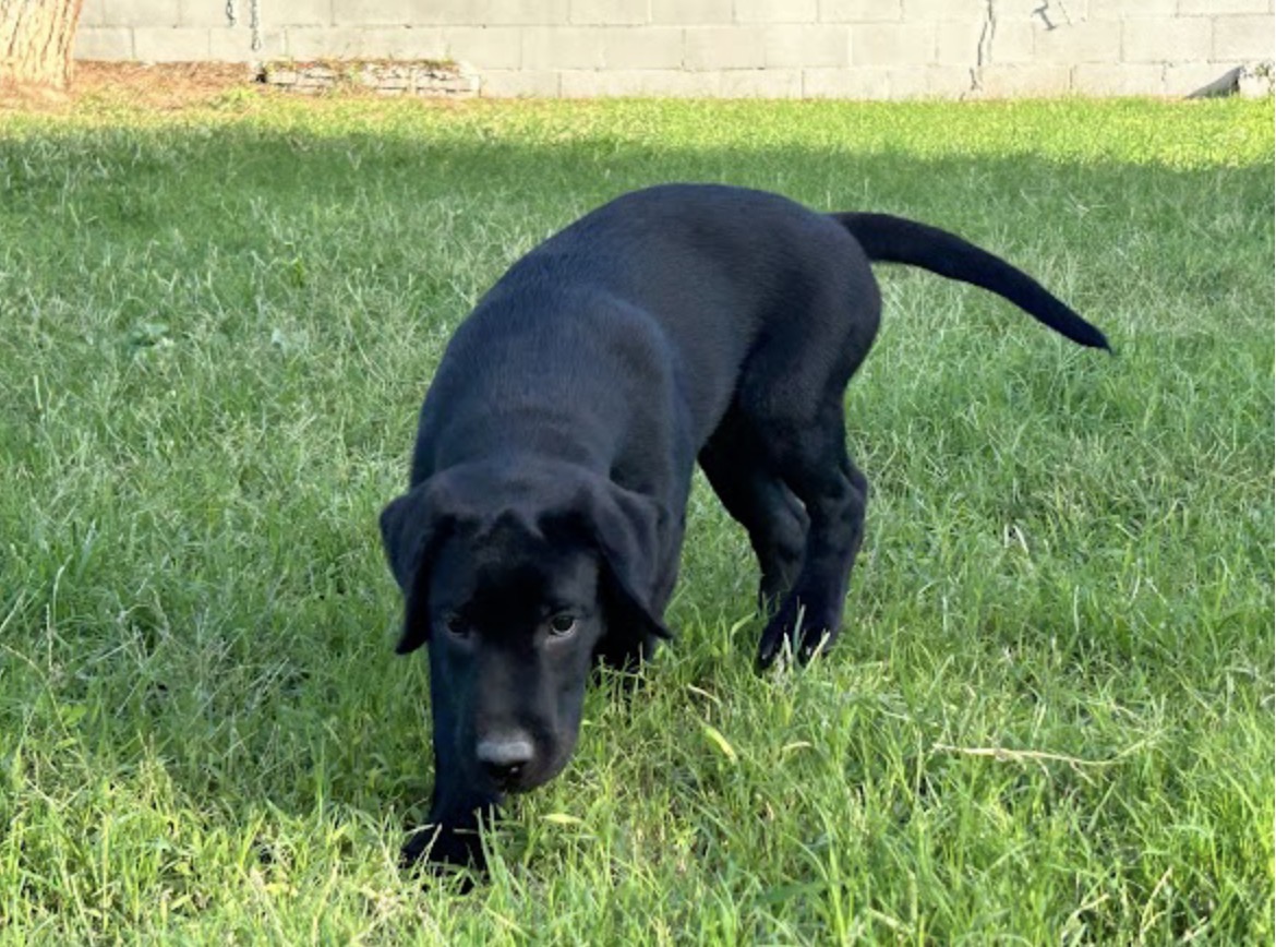 Axel