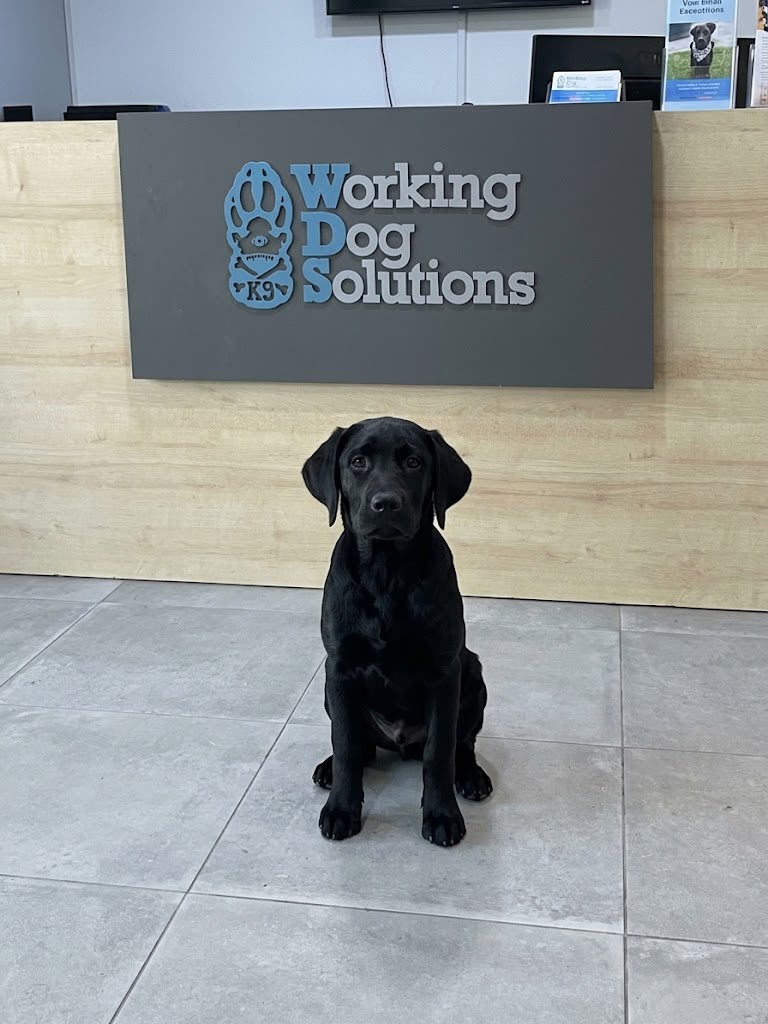Kaos · Working Dog Solutions