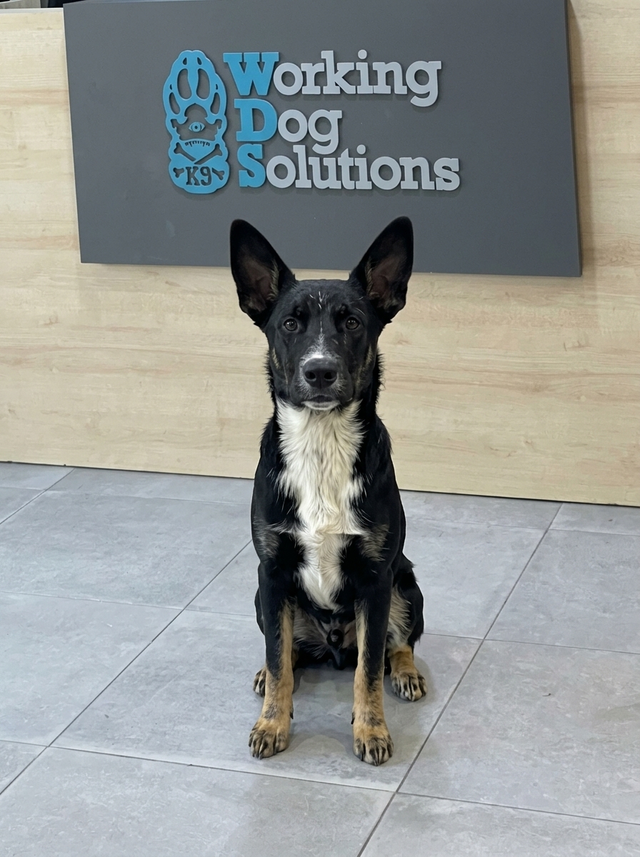 Thor · Working Dog Solutions