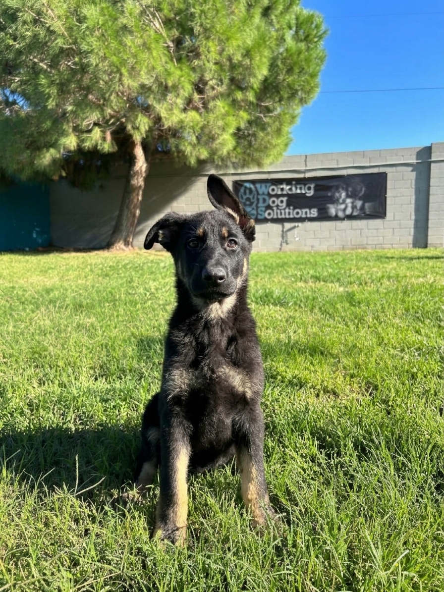 Ares